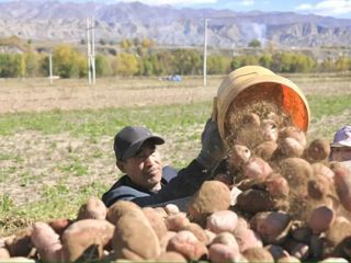 一颗高原土豆见证大米滩秋收故事